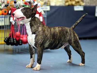 SCHARDALE MAGIC DREAM TIME | Miniature Bull Terrier 