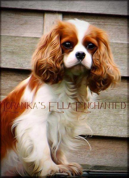 Loranka's Ella Entchanted | Cavalier King Charles Spaniel 