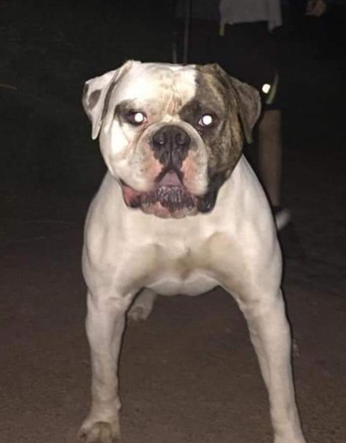 Ostergaard's Beetle Quice | American Bulldog 