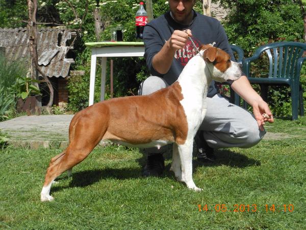 Extreme Girl Bonebreaker | American Staffordshire Terrier 