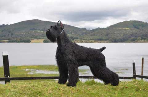 Belrod Canarias Zeus | Giant Schnauzer 