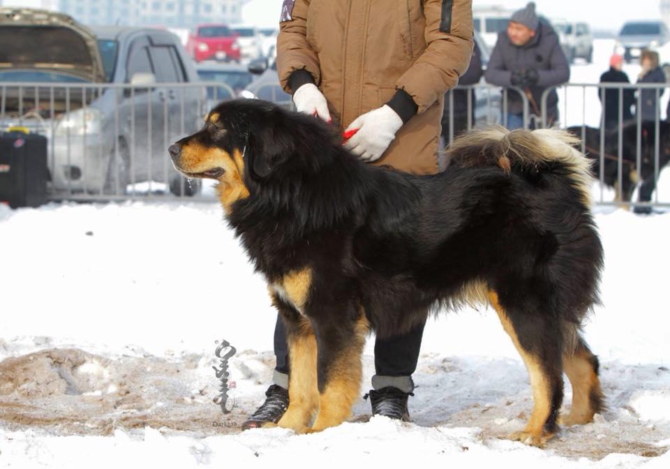 Uuguul Burged | Tibetan Mastiff 