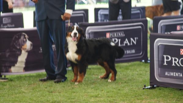 Chloe (Padilla) mex. fci. | Bernese Mountain Dog 