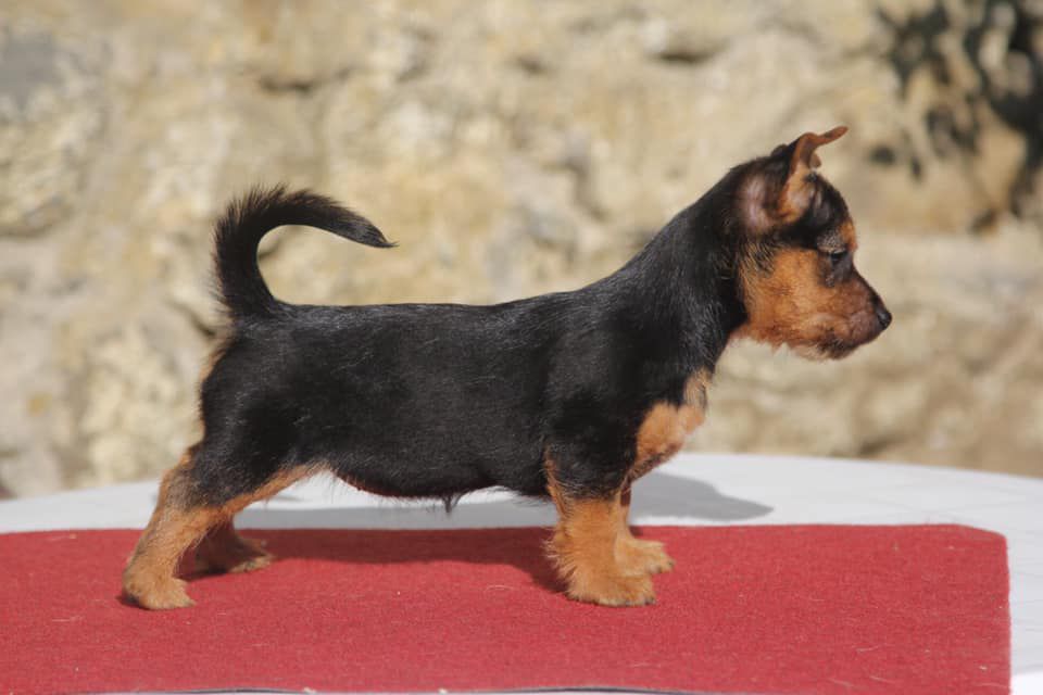 Fortuna iz Zvezdnogo Grafstva | Australian Terrier 