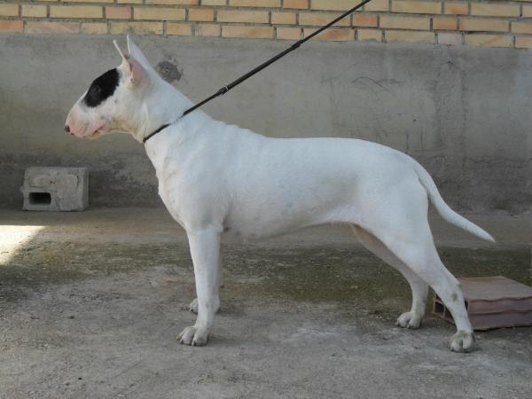 Perla di Casa Mattiucci | Bull Terrier 