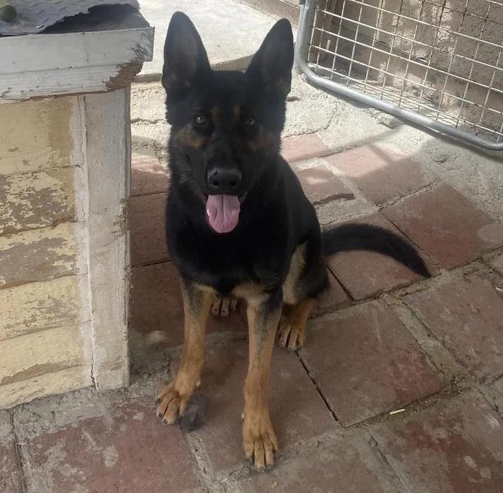 A-Konan | German Shepherd Dog 