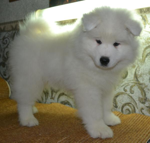 Albus Aurum Iz Doma SHER | Samoyed 