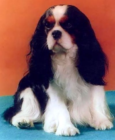 Island hopper De bhoronzov | Cavalier King Charles Spaniel 