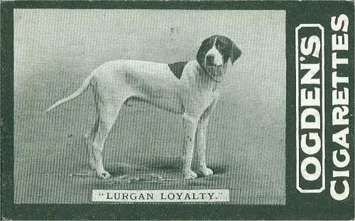 Lurgan Loyalty | Pointer 