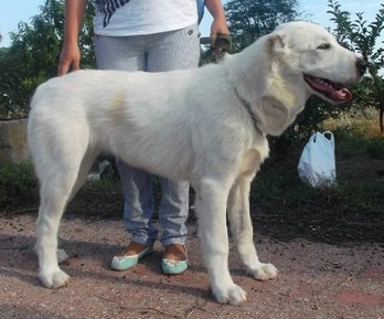 Sap-Altyn Yoltay AllaN | Central Asian Shepherd Dog 