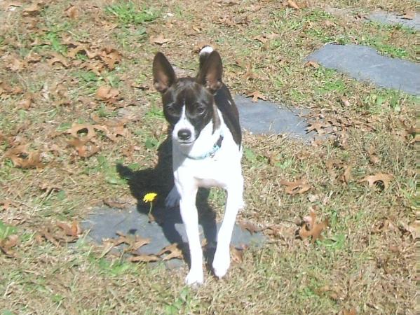 H&amp;h jumpin jack flash | Rat Terrier 