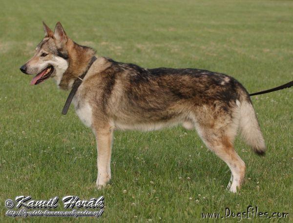 BREF OD TISTINSKEHO POTOKA | Czechoslovakian Wolfdog 