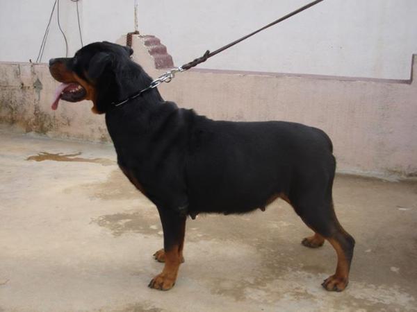 Anboxy's bizzy | Rottweiler 