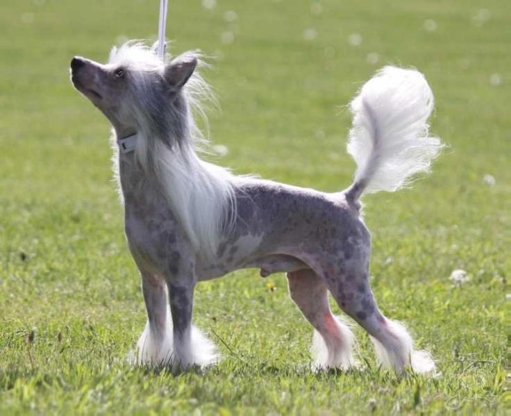 Silver Bluff Jon Bon Jovi | Chinese Crested 