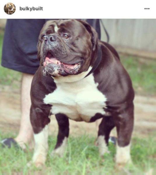 Bear of Bulky Built | Olde English Bulldogge 