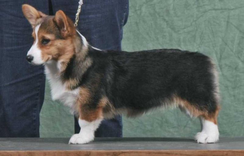 VINTAGE MAKIN A STELLAR DEBUT | Pembroke Welsh Corgi 