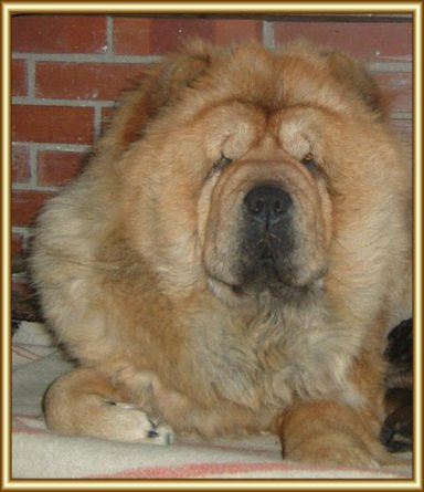 Osiris | Chow Chow 