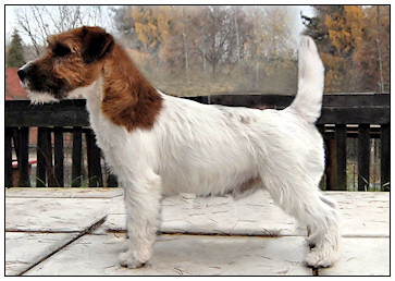 Hawkesbury JR Rags Puma | Jack Russell Terrier 