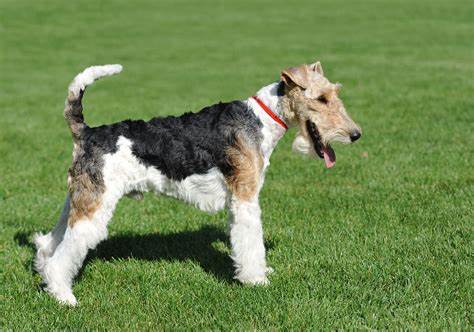 Wire Fox Terrier