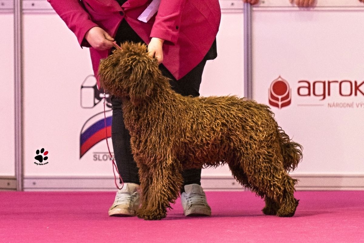 Espartana de Azocarrem | Spanish Water Dog 