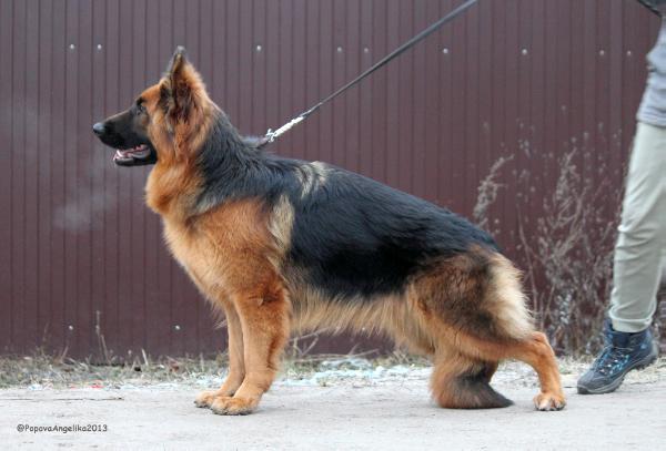 Zyprise vom Messebau | German Shepherd Dog 