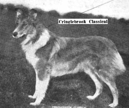 Cringlebrook Classical (101474) | Rough Collie 