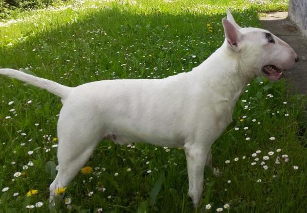 Baxter Colloway | Bull Terrier 