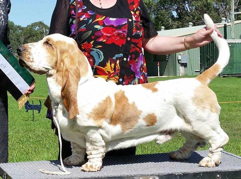 Clementess All About Me | Basset Hound 