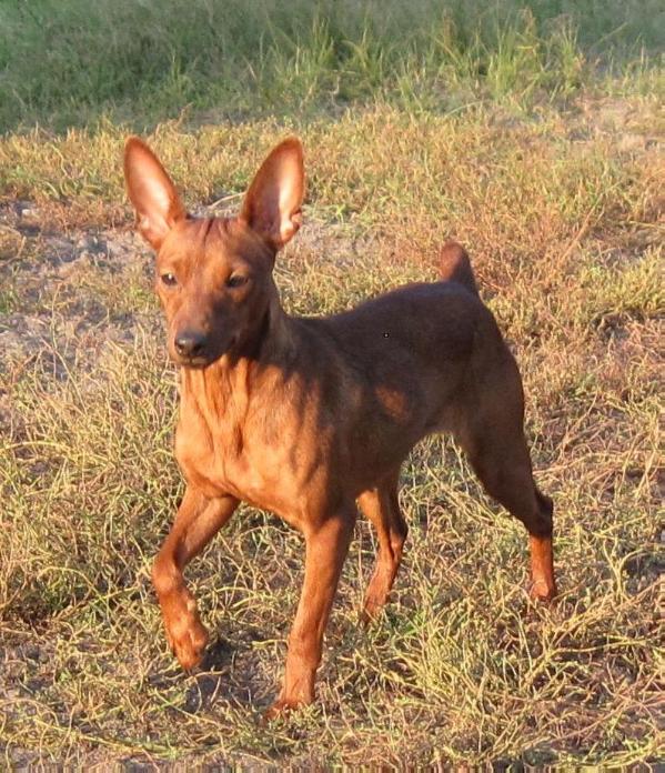 Igel Gallant Colorit | Miniature Pinscher 