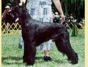 Gloris Pavel | Giant Schnauzer 