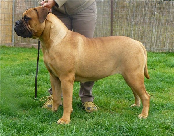 Lemabull Never Say Never | Bullmastiff 