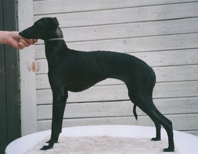 Talata Begum | Italian Greyhound 