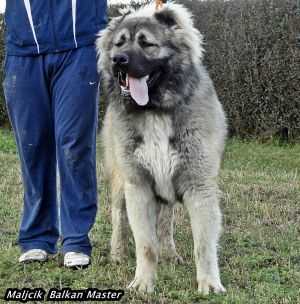 Maljchik Balkan Master | Caucasian Mountain Dog 