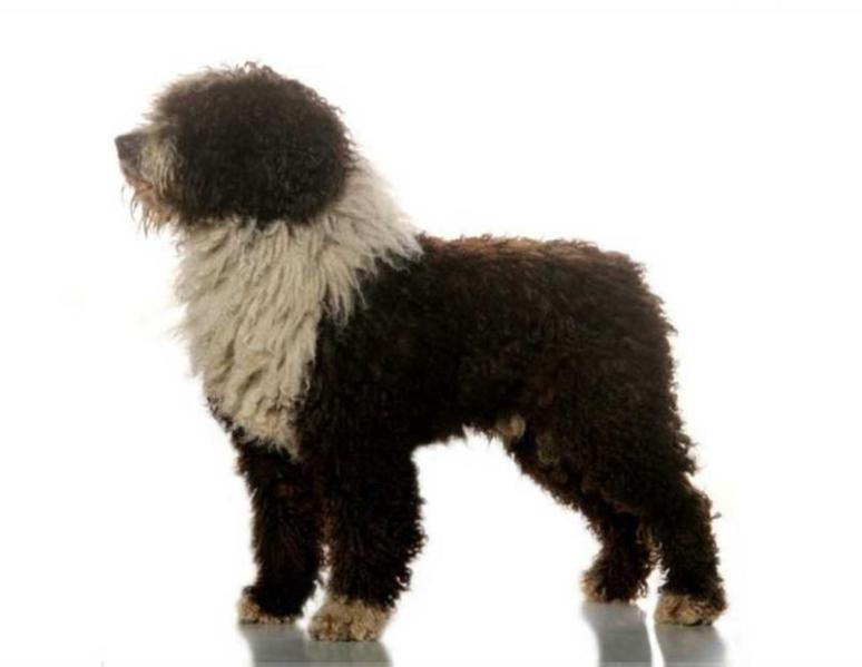 Leonlunic de Ubrique | Spanish Water Dog 