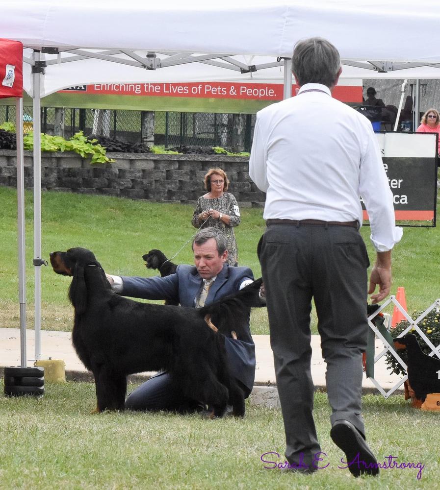 Beaconfield Bellagio Beignet | Gordon Setter 