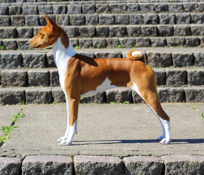 DONA BAILEYS SWEETIE OF Burudika | Basenji 