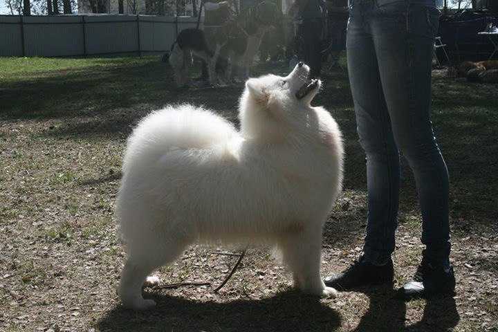 U A May Angel iz Moskovskoy Metely | Samoyed 