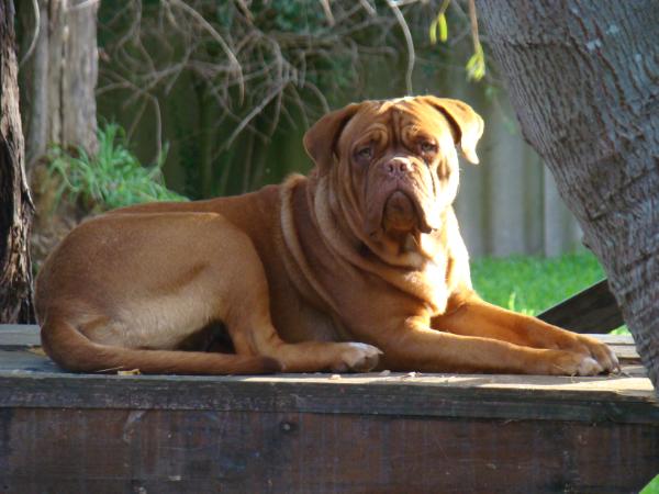 Chienparadis Jayda | Dogue de Bordeaux 