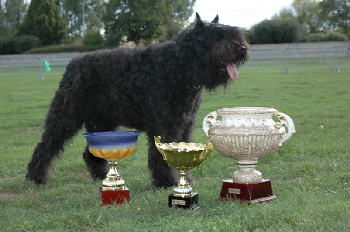 UGO 1er de la plaine des flandres | Bouvier des Flandres 