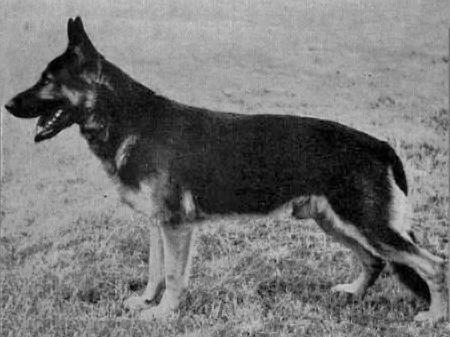 Arno vom Haus Gersie | German Shepherd Dog 