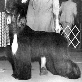 Scarabet Ego Trip of Ralar | Afghan Hound 