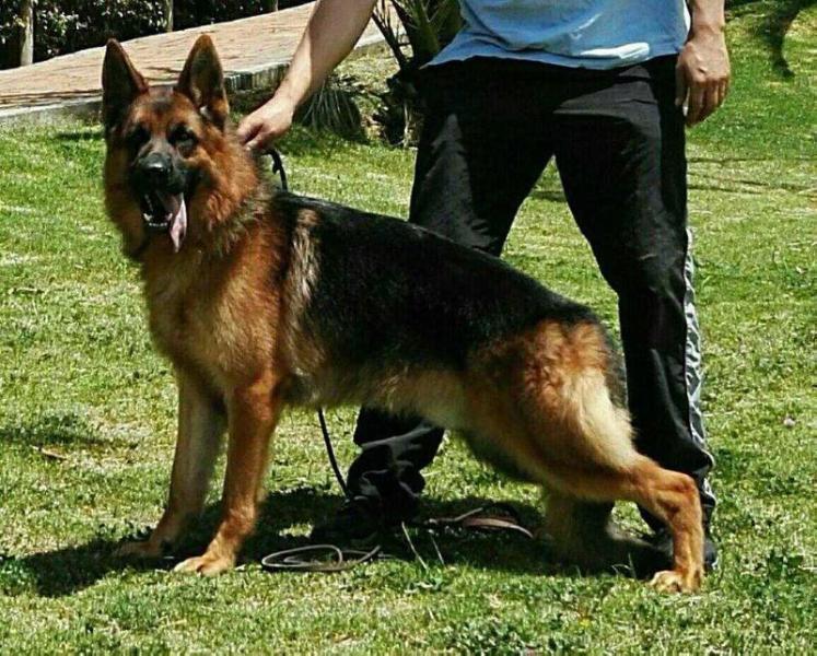 Kally vom Overledingerland | German Shepherd Dog Kally vom Overledingerland | German Shepherd Dog