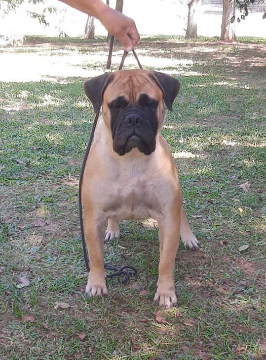 Von Liev Alice in the Wonderland | Bullmastiff 