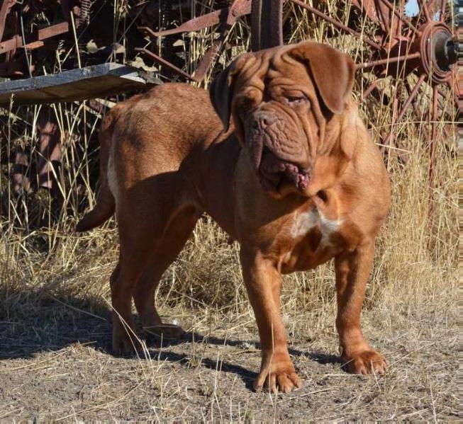 Atsamanies Show Me Love | Dogue de Bordeaux 