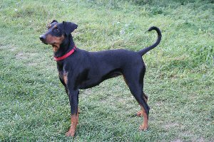 Lilla Enebys AMETHYST | German Pinscher 