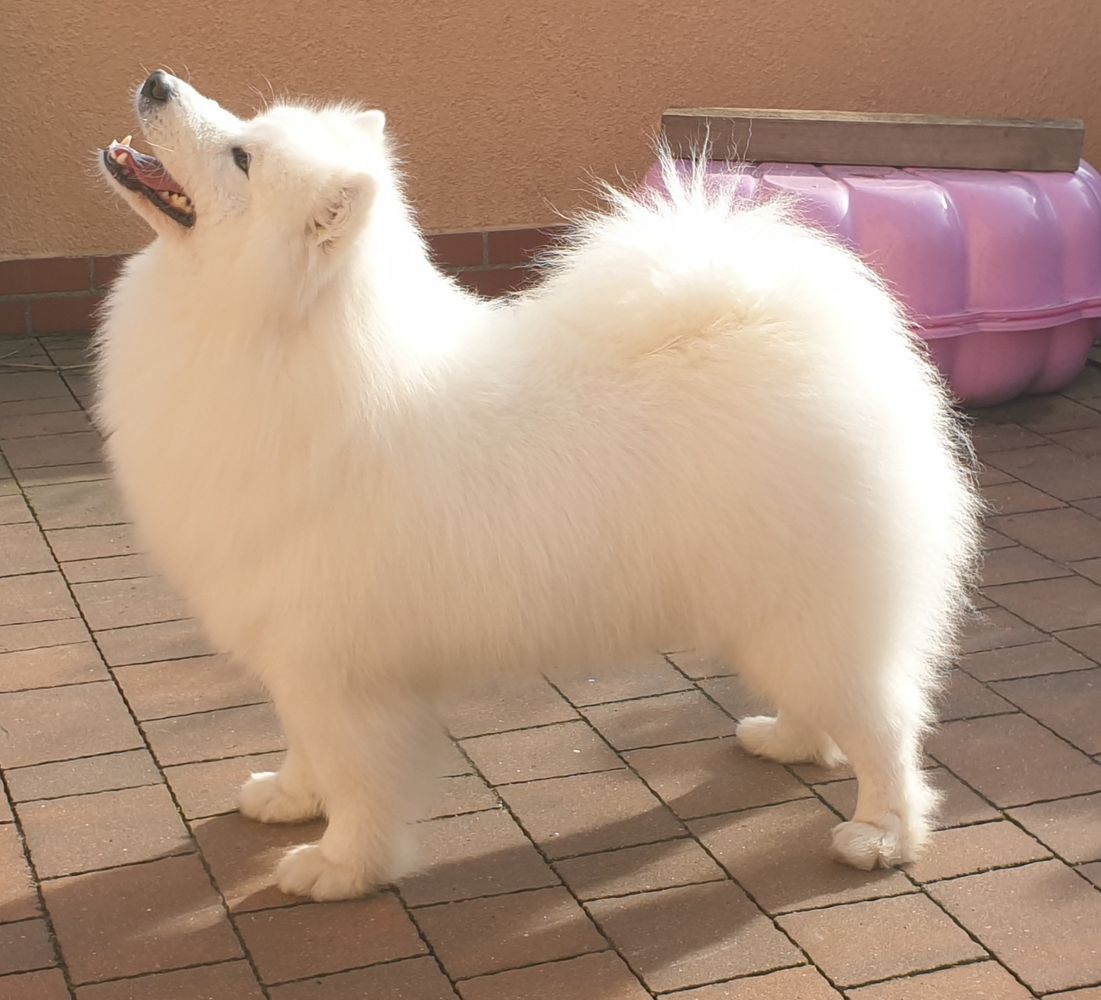 Odessa O'New Daimond Virta Valo | Samoyed 