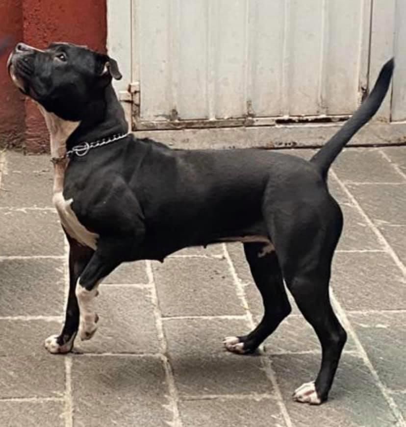 Sakura de Campdorca | American Staffordshire Terrier 