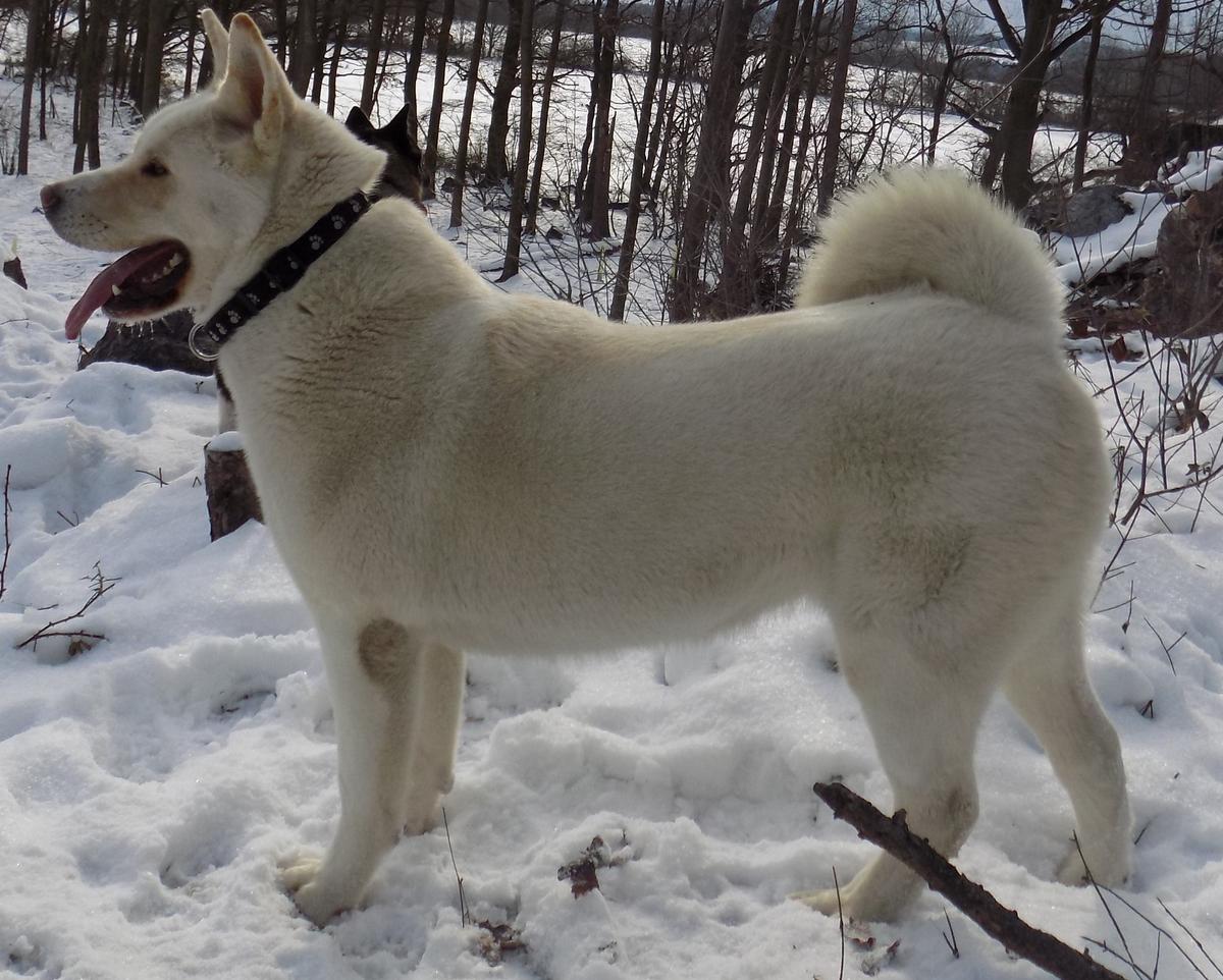 Apache Bear Star | Akita 