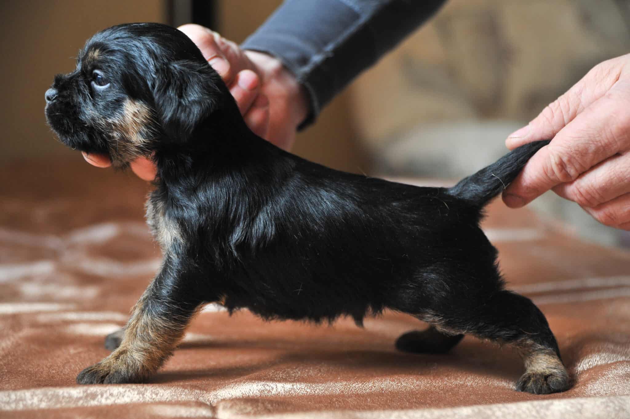 Jagdterrier