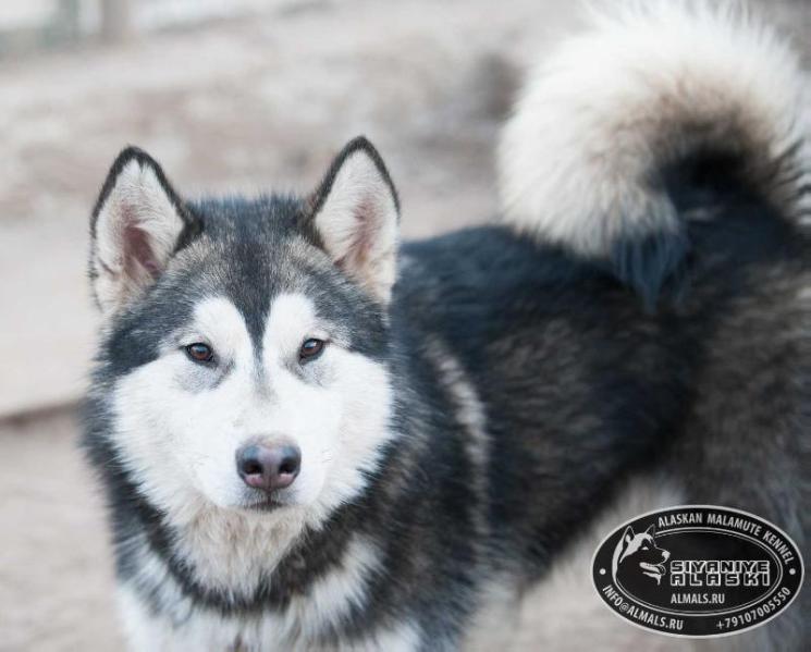 SIYANIYE ALASKI  VOLAND | Alaskan Malamute 
